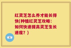 红灵芝怎么养才能长得快(种植红灵芝攻略：如何快速提高灵芝生长速度？)