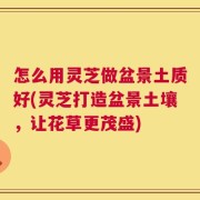 怎么用灵芝做盆景土质好(灵芝打造盆景土壤，让花草更茂盛)