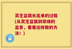 灵芝盆栽长出来的过程(从灵芝盆栽到翠绿的盆景，看看这样做的方法！)