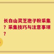 长白山灵芝孢子粉采集？采集技巧与注意事项？