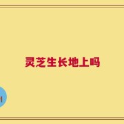 灵芝生长地上吗