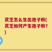 灵芝怎么生出孢子粉(灵芝如何产生孢子粉？)