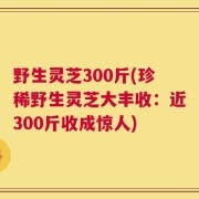 野生灵芝300斤(珍稀野生灵芝大丰收：近300斤收成惊人)