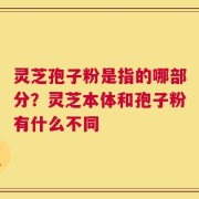 灵芝孢子粉是指的哪部分？灵芝本体和孢子粉有什么不同