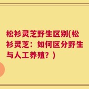 松衫灵芝野生区别(松衫灵芝：如何区分野生与人工养殖？)