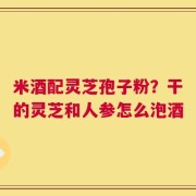 米酒配灵芝孢子粉？干的灵芝和人参怎么泡酒