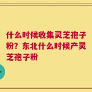 什么时候收集灵芝孢子粉？东北什么时候产灵芝孢子粉