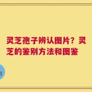 灵芝孢子辨认图片？灵芝的鉴别方法和图鉴