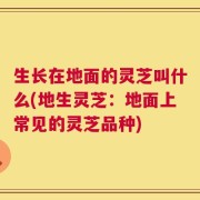 生长在地面的灵芝叫什么(地生灵芝：地面上常见的灵芝品种)