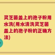 灵芝菌盖上的孢子粉用水洗(用水清洗灵芝菌盖上的孢子粉的正确方法)