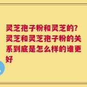 灵芝孢子粉和灵芝的？灵芝和灵芝孢子粉的关系到底是怎么样的谁更好