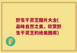 野生干灵芝图片大全(品味自然之美，欣赏野生干灵芝的绝美图库)