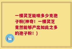 一棵灵芝能喷多少克孢子粉(神奇！一棵灵芝竟然能够产出如此之多的孢子粉！)