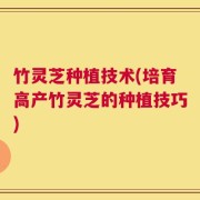 竹灵芝种植技术(培育高产竹灵芝的种植技巧)