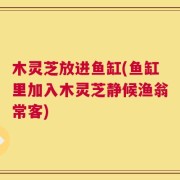 木灵芝放进鱼缸(鱼缸里加入木灵芝静候渔翁常客)