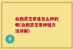 白鹤灵芝草是怎么种的呢(白鹤灵芝草种植方法详解)