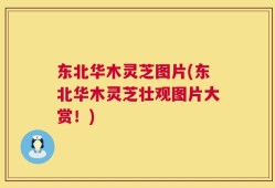 东北华木灵芝图片(东北华木灵芝壮观图片大赏！)
