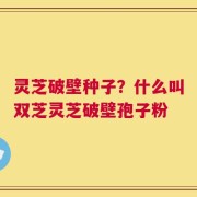灵芝破壁种子？什么叫双芝灵芝破壁孢子粉