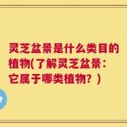 灵芝盆景是什么类目的植物(了解灵芝盆景：它属于哪类植物？)