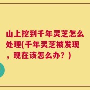 山上挖到千年灵芝怎么处理(千年灵芝被发现，现在该怎么办？)