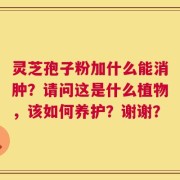 灵芝孢子粉加什么能消肿？请问这是什么植物，该如何养护？谢谢？