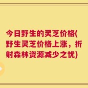 今日野生的灵芝价格(野生灵芝价格上涨，折射森林资源减少之忧)