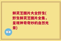 鲜灵芝图片大全野生(野生鲜灵芝图片全集，呈现神奇奇妙的自然光景)