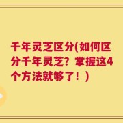 千年灵芝区分(如何区分千年灵芝？掌握这4个方法就够了！)