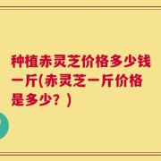 种植赤灵芝价格多少钱一斤(赤灵芝一斤价格是多少？)