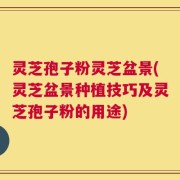 灵芝孢子粉灵芝盆景(灵芝盆景种植技巧及灵芝孢子粉的用途)
