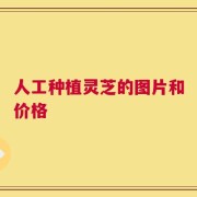 人工种植灵芝的图片和价格