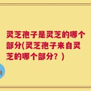 灵芝孢子是灵芝的哪个部分(灵芝孢子来自灵芝的哪个部分？)