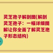 灵芝孢子解剖图(解剖灵芝孢子：一幅详细图解让你全面了解灵芝孢子形态结构)
