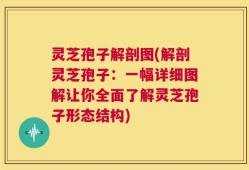 灵芝孢子解剖图(解剖灵芝孢子：一幅详细图解让你全面了解灵芝孢子形态结构)
