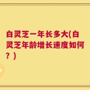 白灵芝一年长多大(白灵芝年龄增长速度如何？)