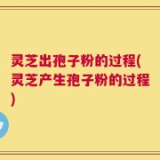 灵芝出孢子粉的过程(灵芝产生孢子粉的过程)