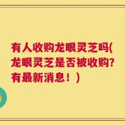 有人收购龙眼灵芝吗(龙眼灵芝是否被收购？有最新消息！)