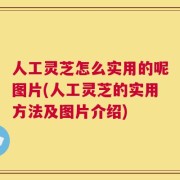 人工灵芝怎么实用的呢图片(人工灵芝的实用方法及图片介绍)