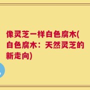像灵芝一样白色腐木(白色腐木：天然灵芝的新走向)