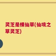 灵芝是棵仙草(仙境之草灵芝)