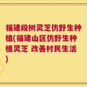 福建段树灵芝仿野生种植(福建山区仿野生种植灵芝 改善村民生活)