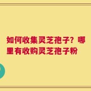如何收集灵芝孢子？哪里有收购灵芝孢子粉