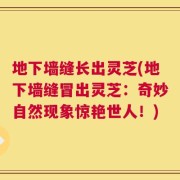 地下墙缝长出灵芝(地下墙缝冒出灵芝：奇妙自然现象惊艳世人！)