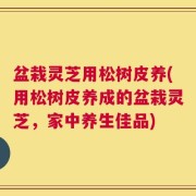 盆栽灵芝用松树皮养(用松树皮养成的盆栽灵芝，家中养生佳品)