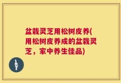盆栽灵芝用松树皮养(用松树皮养成的盆栽灵芝，家中养生佳品)