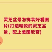 灵芝盆景怎样装好看图片(打造精致的灵芝盆景，配上美图欣赏)