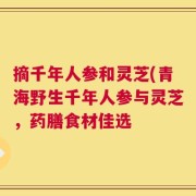 摘千年人参和灵芝(青海野生千年人参与灵芝，药膳食材佳选