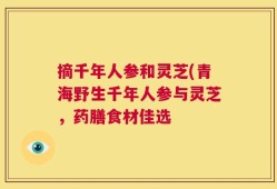 摘千年人参和灵芝(青海野生千年人参与灵芝，药膳食材佳选