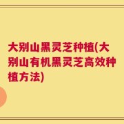 大别山黑灵芝种植(大别山有机黑灵芝高效种植方法)