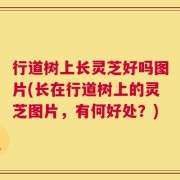 行道树上长灵芝好吗图片(长在行道树上的灵芝图片，有何好处？)
